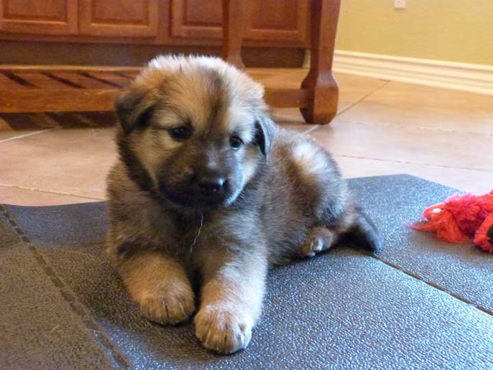 chinook dog